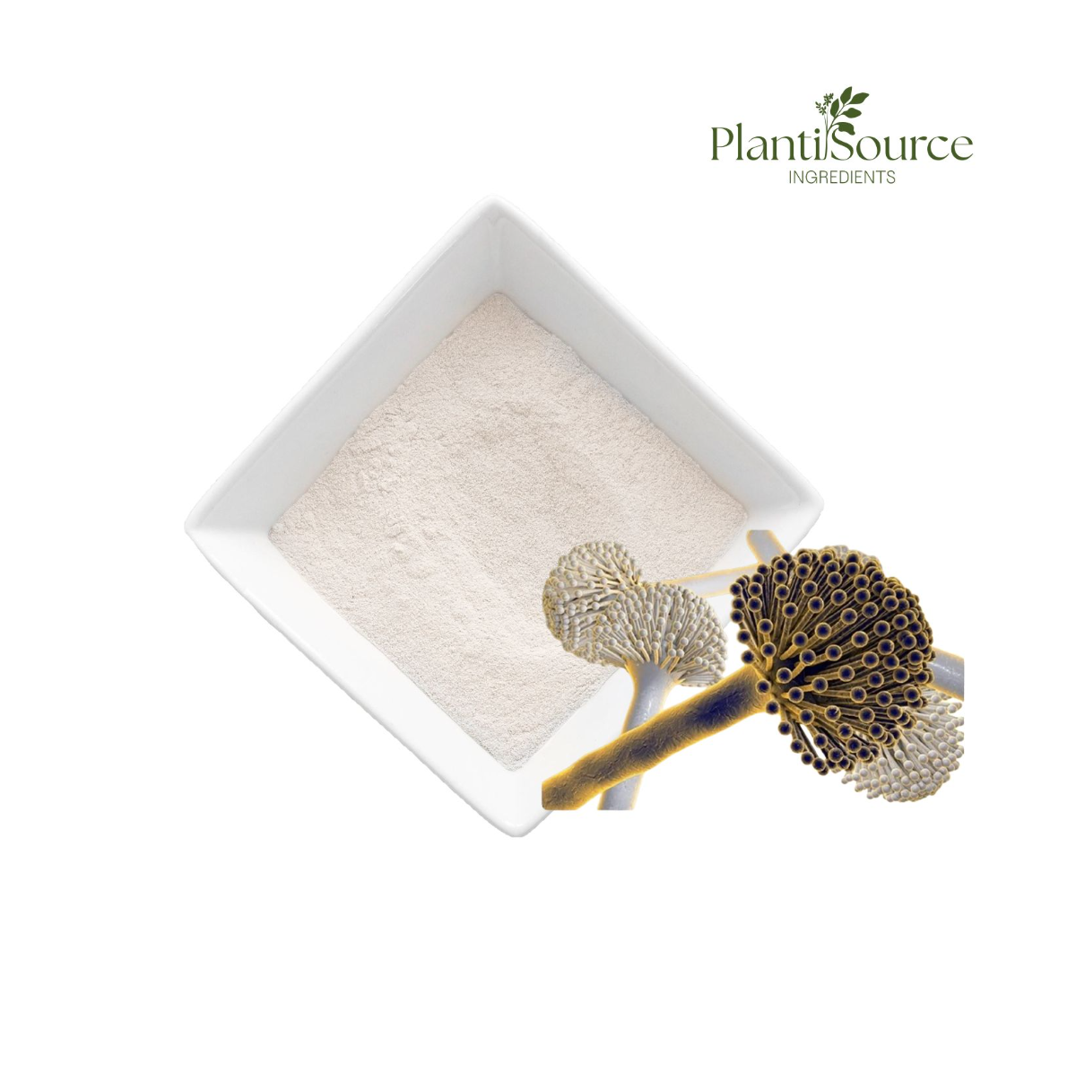 Aspergillus Niger Chitosan